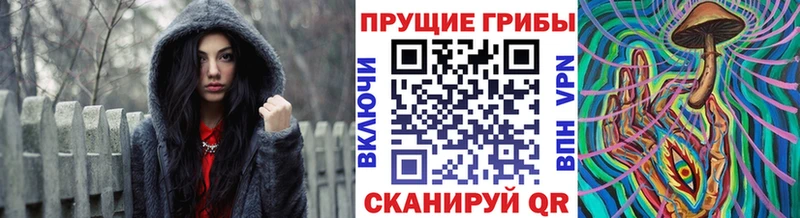Галлюциногенные грибы Psilocybe  Боровичи 